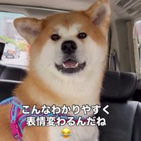 ドライブ中のひなちゃんの変化8