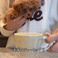 ティーカップと子犬