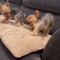 ソファーの上で暴れる小型犬達