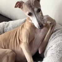 「あー…それはさ…」