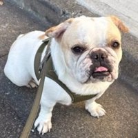 みやびちゃんを馬に加工3