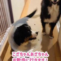 親子そろってお散歩へ