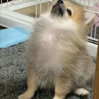 パヤパヤ