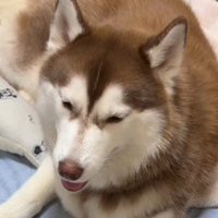 ミルクの順番待ちをするたこやきちゃん5