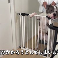 他の犬に凶暴性を見せる