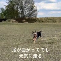 元気いっぱいに走り回る♪