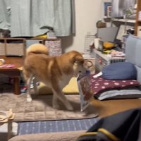 袋をくわえて歩く犬