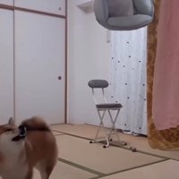 退散する柴犬