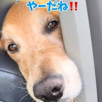 隙間からアピール！？