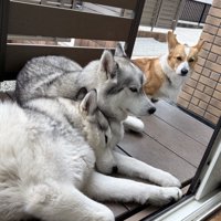 トリオ