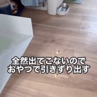 お菓子を仕掛ける飼い主