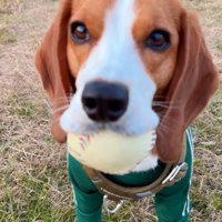 悲しそうな顔の犬