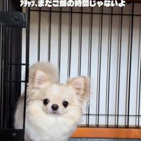 話を聞くわんこ