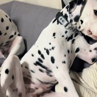 ソファの上でお腹を見せながら顔を逸らしまくるダルメシアン