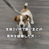 リードをつけて歩く子犬