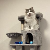 キャットタワーを設置したら…