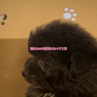 箱から顔をのぞかせる犬