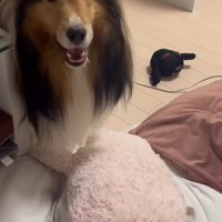「子猫さん、遊ぶかな？」