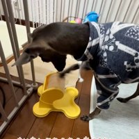 おやつがほしいティナちゃん