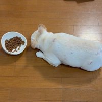 食っちゃ寝するアビーちゃん