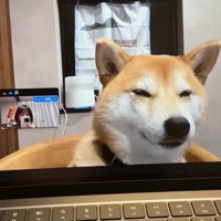 zoom会議中のみかんちゃん