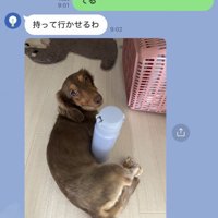 Mダックス