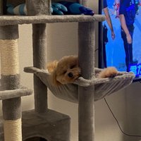 猫化したわんこに爆笑♪