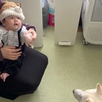 おまめちゃんと赤ちゃんの別れ7