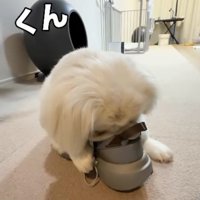靴に顔をうずめる犬