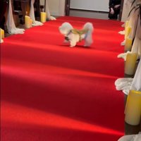 ミロちゃんがリングドッグに挑戦5