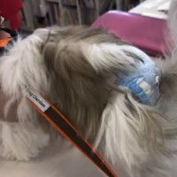 トリマーの匂いを嗅ぐ犬