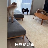 ソファを奪取して制圧