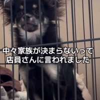 なかなか家族が決まらない