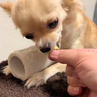 トイレットペーパーを守るジョルノちゃん4