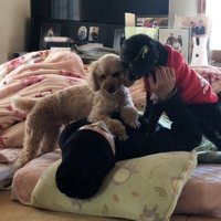 布団で横になっている女性の胸の上に前足を乗せる2頭のいぬ