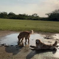 泥の中で遊ぶ大型犬