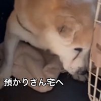 ケージに入る老犬