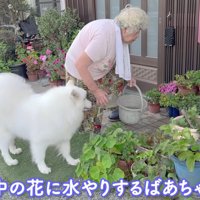 おばあちゃんとアイスちゃん
