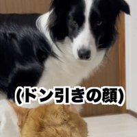 「…？？？」