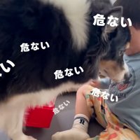パンに近づくレアちゃん＆＆危機一髪！？