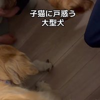 戸惑うわんこたち