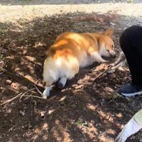 土の上に横になる犬3