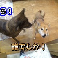 翌日も吠えまくり！