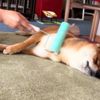 コロコロで体をマッサージ