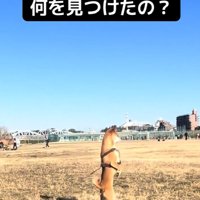 2本足で立つごぅちゃん