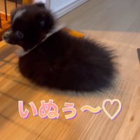 毛玉みたいだったレイくん
