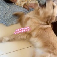 赤ちゃんを撫でる女性に顔を近づける犬