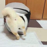 無理やりハウスの中へ！