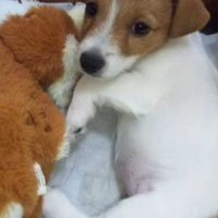 ミントちゃんとの出会い