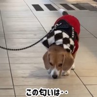 ママが現れた時のきなこちゃん5
